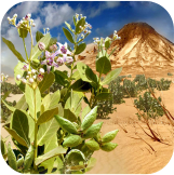 Natural textile-producing plant