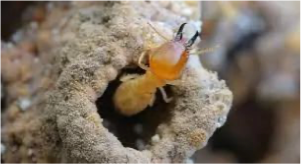 Mushrooms growing on termite mounds