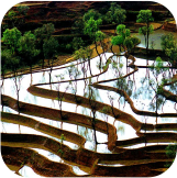 Super nitrogen-fixing and phosphorus-absorbing bacteria
