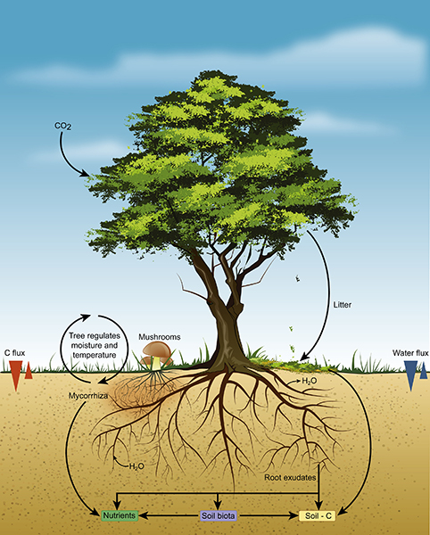 昆明植物所在Fungal Diversity上发表有关真菌产业化应用的研究综述：真菌应该对人类有更大的贡献