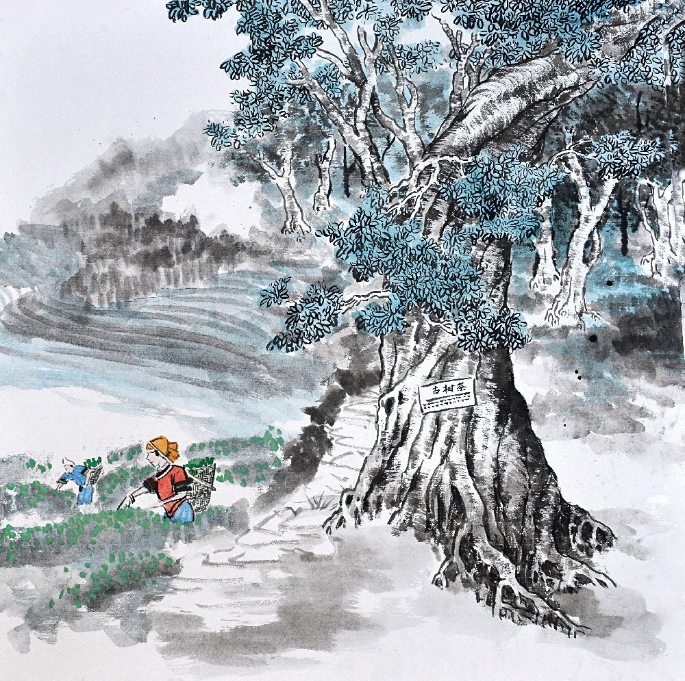 阿波黎山的古树茶