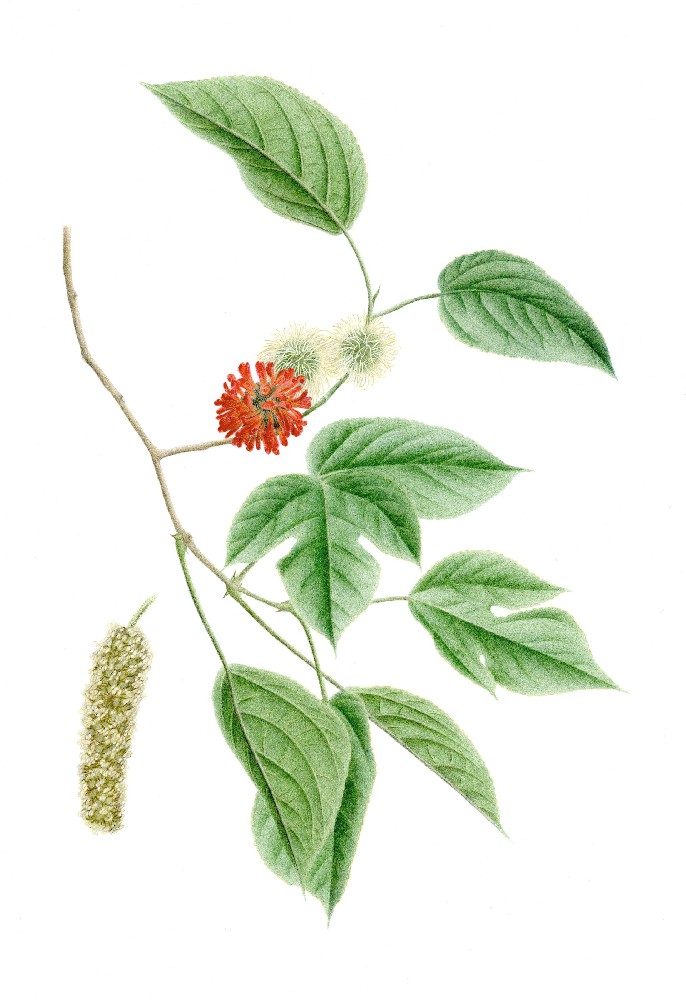 构树