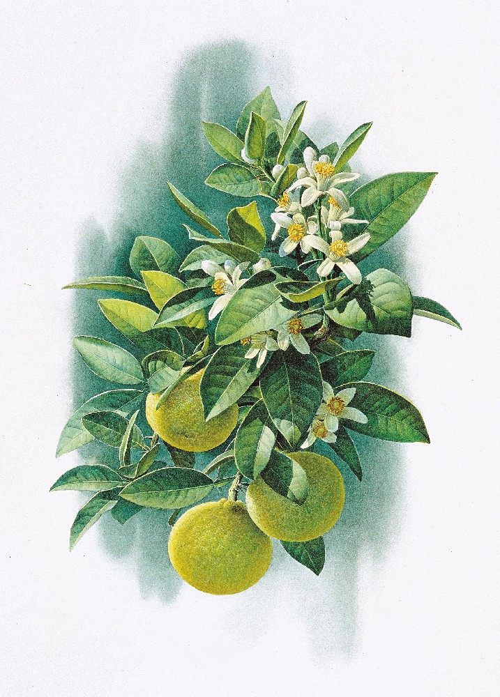 橙子