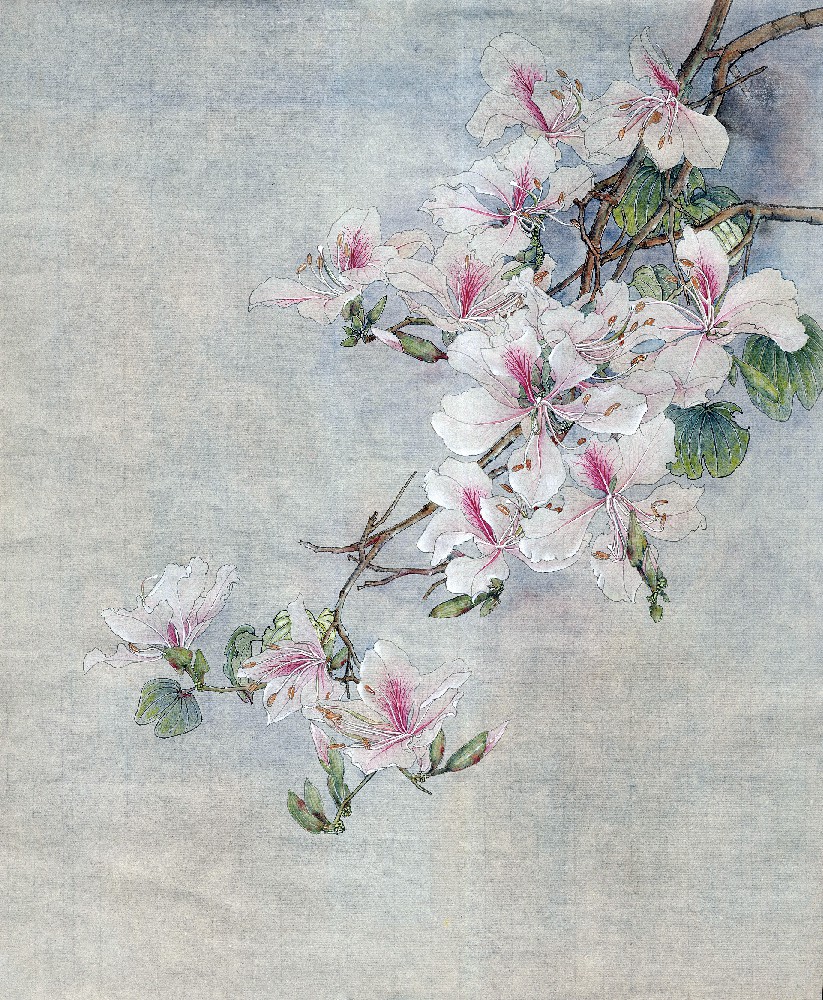 白花羊蹄甲