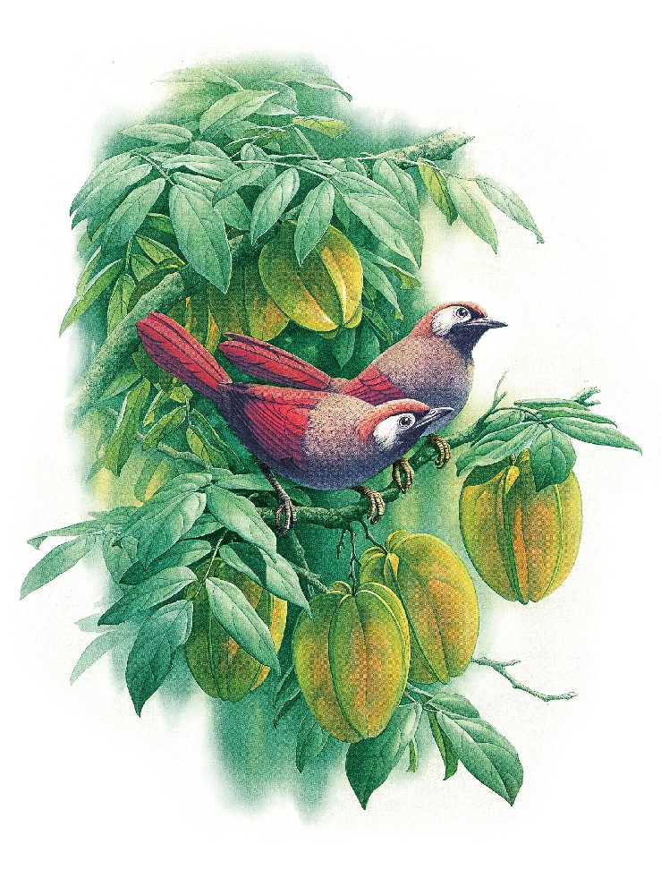 阳桃
