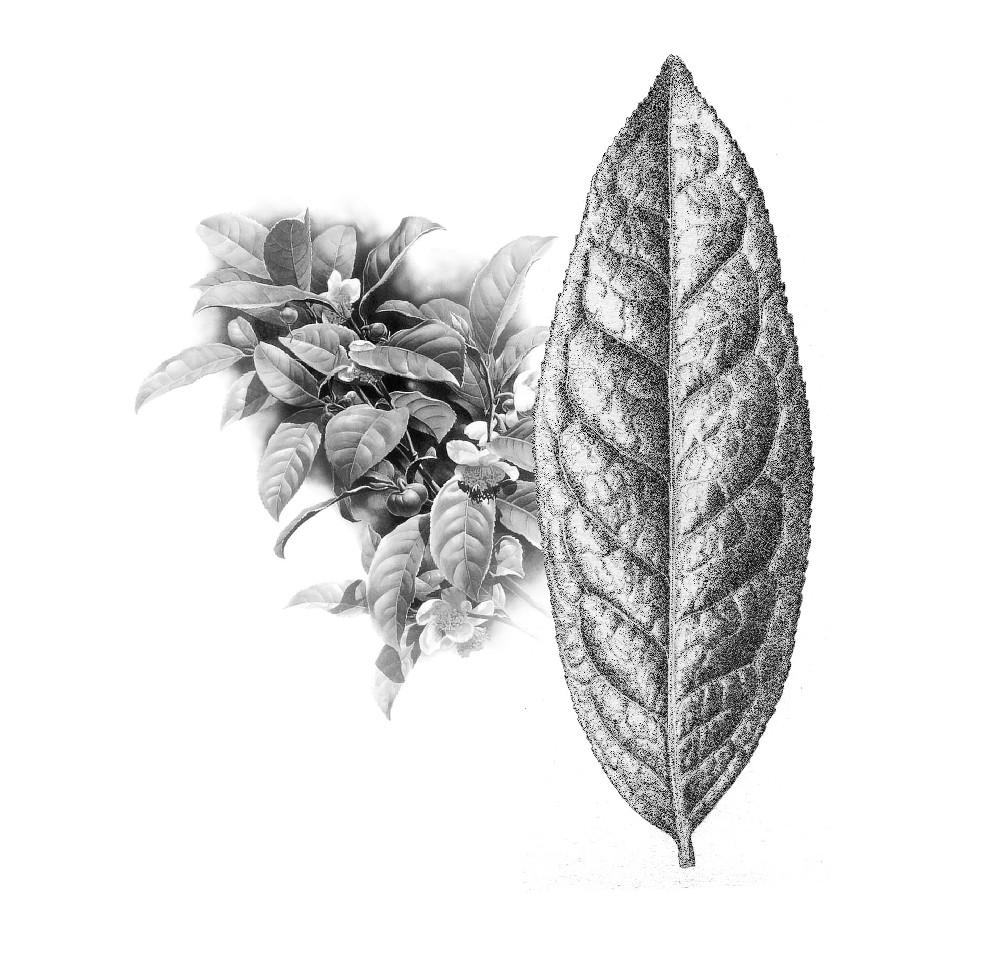 红河大叶茶