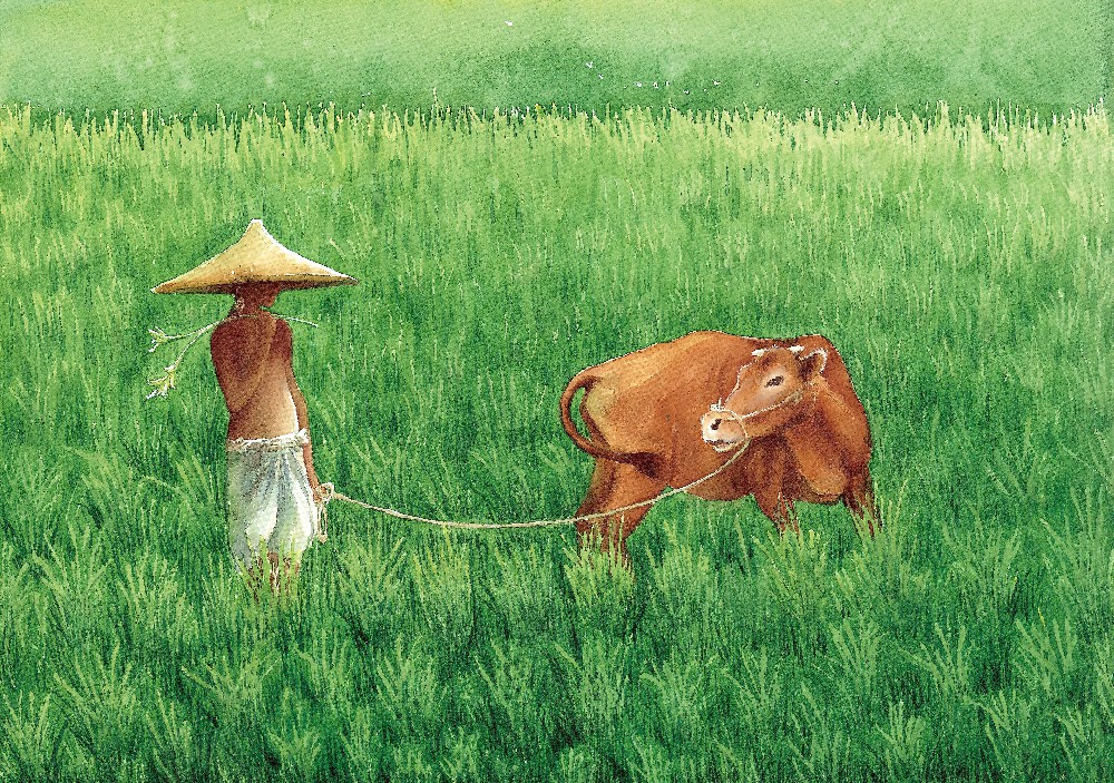 红河小黄牛