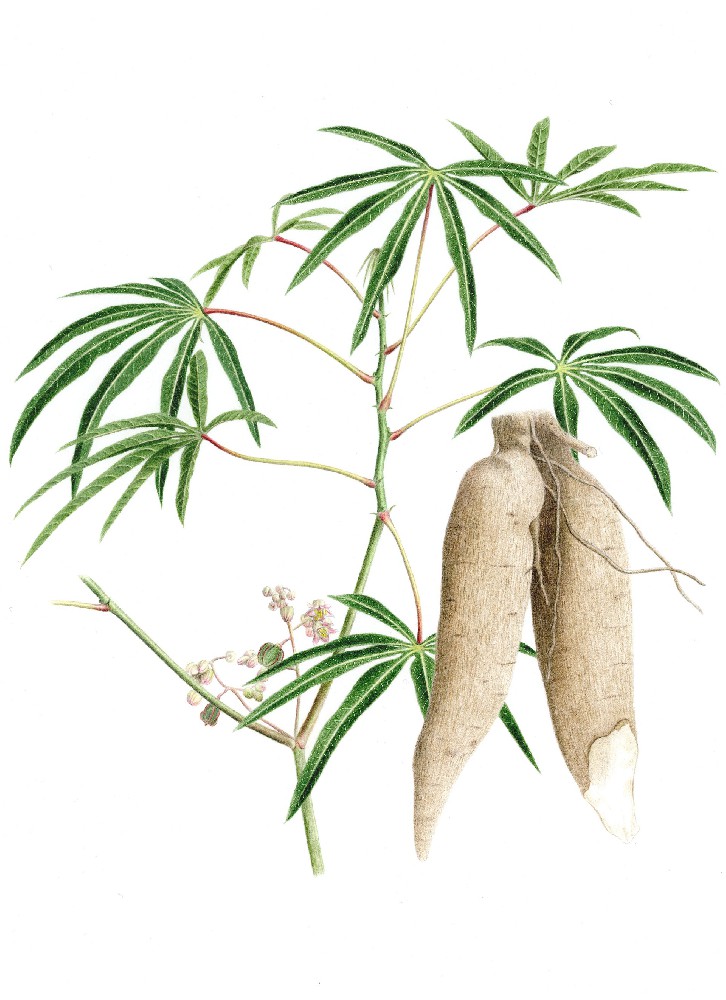 木薯