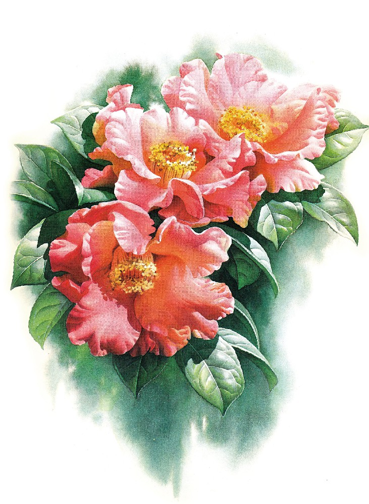红花油茶花（撒玛坝茶花园）